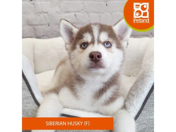 Siberian Husky DOG Female 2761 Petland Mason, Ohio