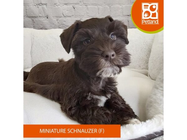 Miniature Schnauzer DOG Female Chocolate 2766 Petland Mason, Ohio