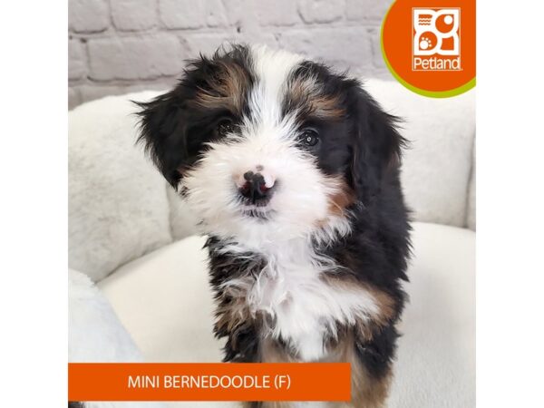 Bernedoodle Mini-DOG-Female-Tri-Colored-2774-Petland Mason, Ohio