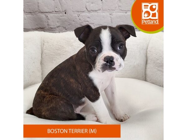 Boston Terrier-DOG-Male-Brindle / White-2768-Petland Mason, Ohio