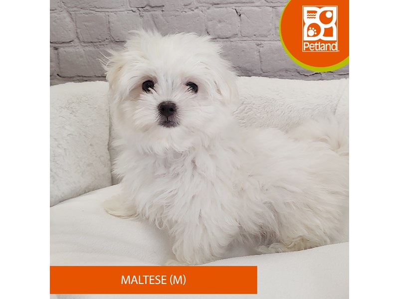Maltese-Male-White-4068796-Petland Mason, OH