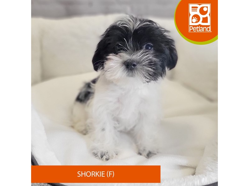 Shorkie-Female-Black / White-4070935-Petland Mason, OH