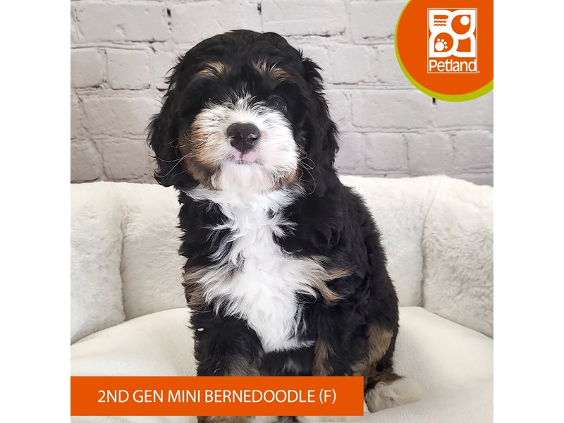 Bernedoodle Mini 2nd Gen-Female-Black White / Tan-4083208-Petland Mason, OH