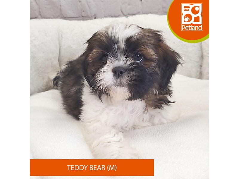 Teddy Bear-Male-Gold / White-4079807-Petland Mason, OH