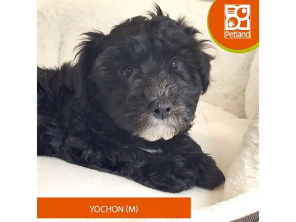 Yochon-Dog-Male-Black-2797-Petland Mason, Ohio