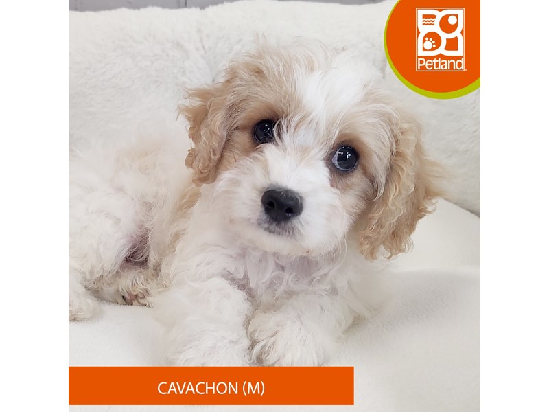 Cavachon-Male-Blenheim / White-4090208-Petland Mason, OH