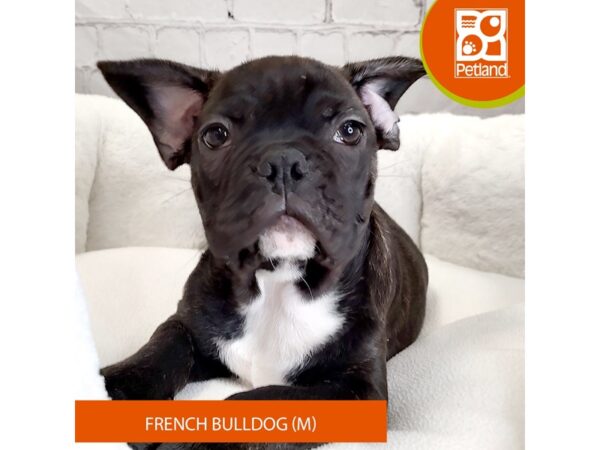 French Bulldog DOG Male Brindle 2794 Petland Mason, Ohio