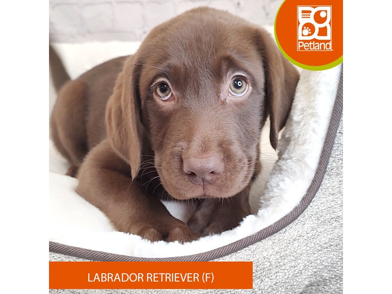 Labrador Retriever-Female-Chocolate-4090869-Petland Mason, OH