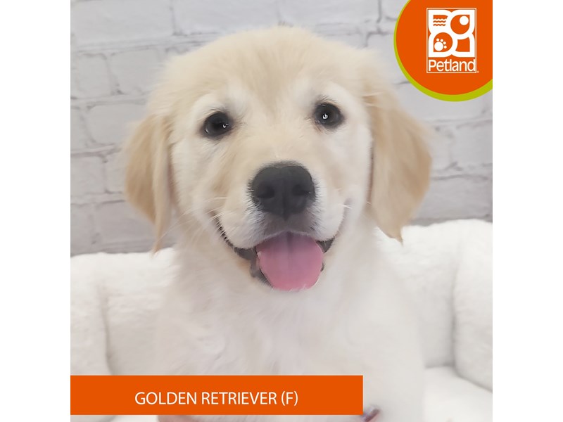 Golden Retriever-Female-Golden-4090868-Petland Mason, OH
