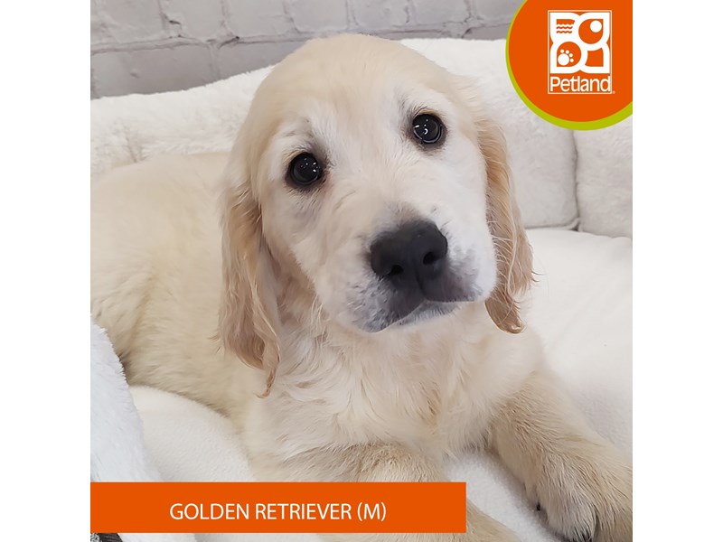 Golden Retriever-Male-Cream-4090867-Petland Mason, OH
