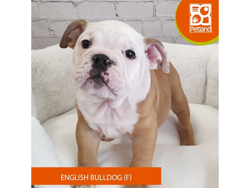 English Bulldog-Female-Fawn / White-4090864-Petland Mason, OH