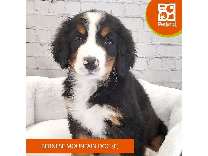 Bernese Mountain Dog-Female-Black Tan / White-4099748-Petland Mason, OH