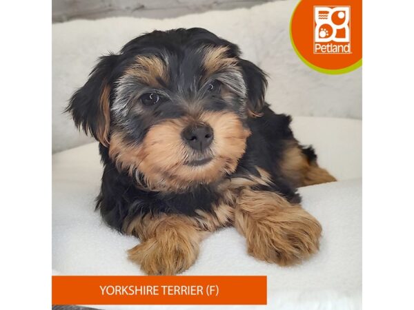 Yorkshire Terrier DOG Female Black / Tan 2807 Petland Mason, Ohio