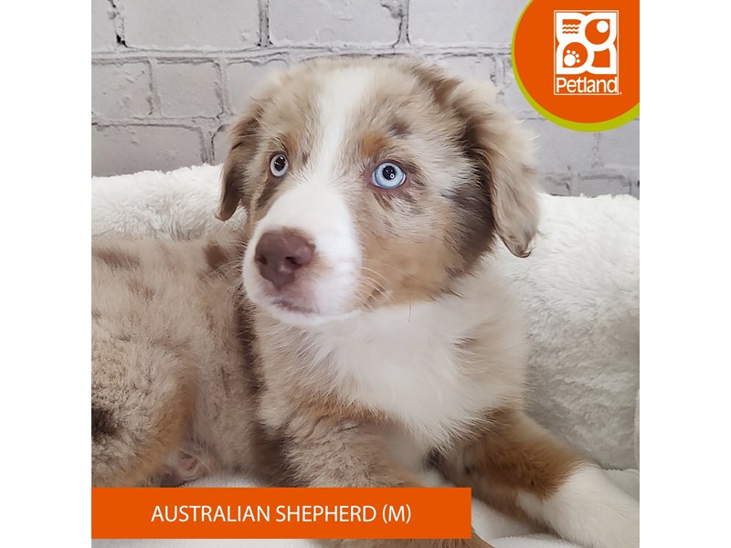 Australian Shepherd-Male-Red Merle-4100242-Petland Mason, OH