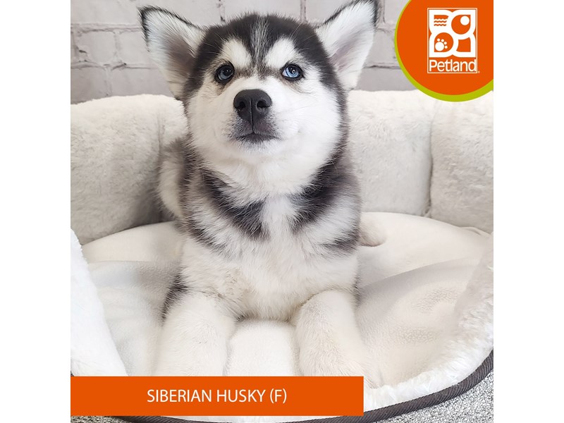 Siberian Husky-Female-Black / White-4109936-Petland Mason, OH