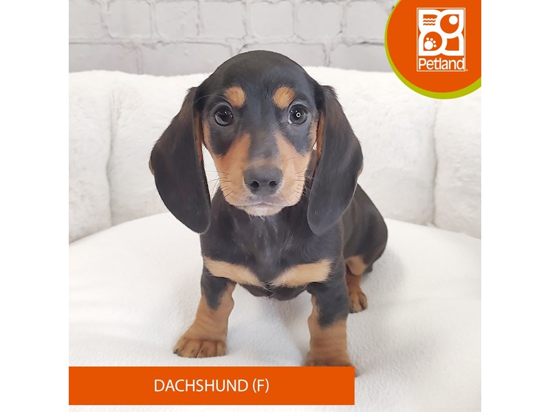 Dachshund-Female-Black / Tan-4109932-Petland Mason, OH