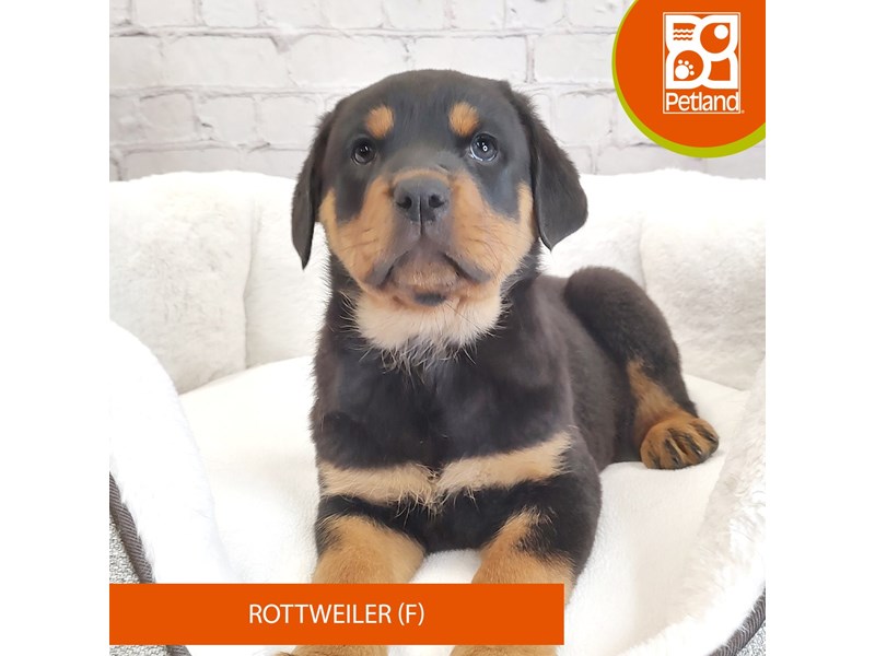 Rottweiler-Female--4109860-Petland Mason, OH