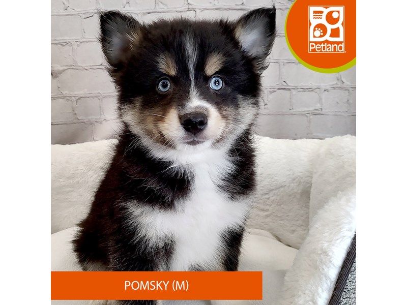 Pomsky-Male-Black / White-4109859-Petland Mason, OH
