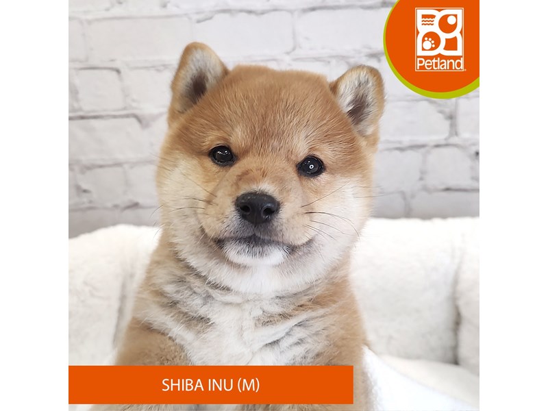 Shiba Inu-Male-Red-4120019-Petland Mason, OH