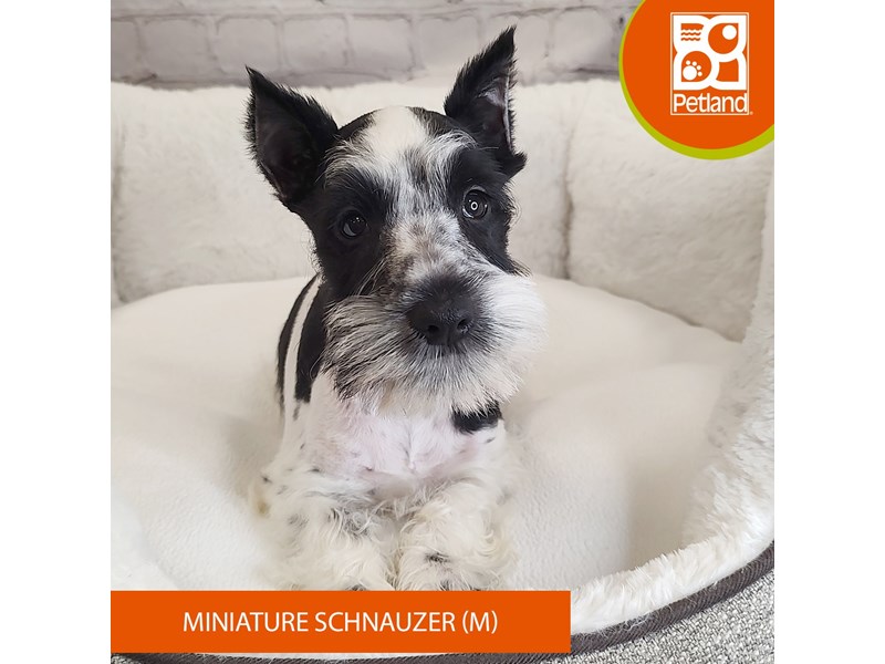 Miniature Schnauzer-Male-Black / White-4119842-Petland Mason, OH