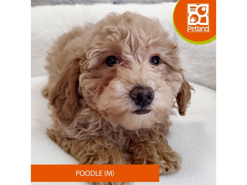 Poodle-Male-Apricot-4120089-Petland Mason, OH