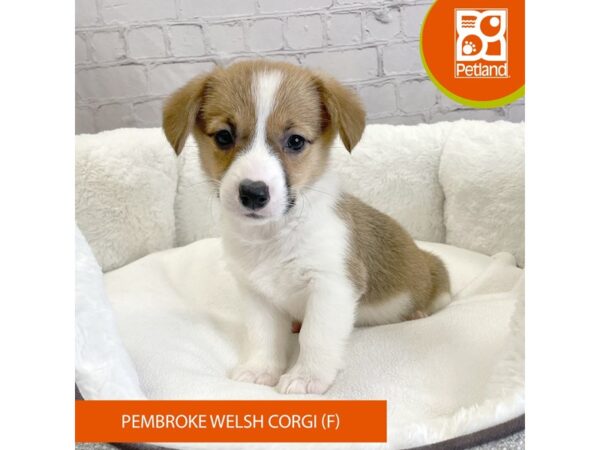 Pembroke Welsh Corgi DOG Female Sable / White 2840 Petland Mason, Ohio