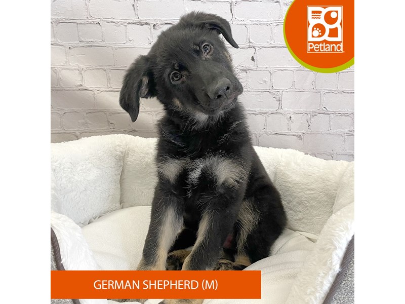 German Shepherd Dog-Male-Black / Tan-4119846-Petland Mason, OH