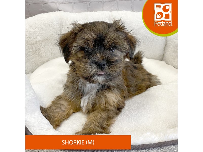 Shorkie-Male-Brown-4120092-Petland Mason, OH