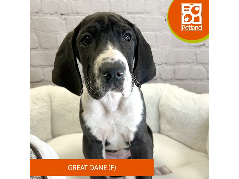Great Dane-Female-Black / White-4129042-Petland Mason, OH