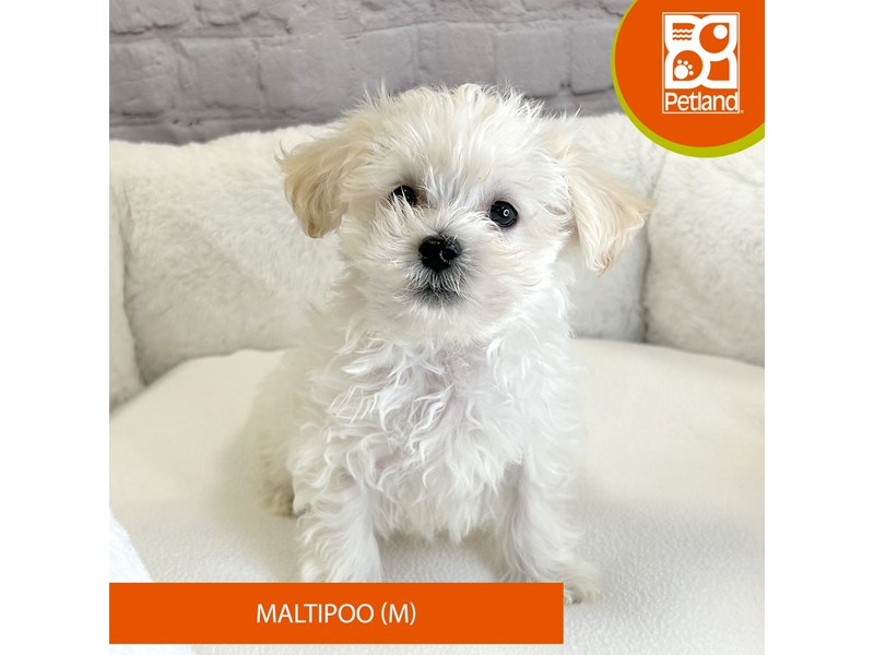 Maltipoo-Male-White-4128741-Petland Mason, OH