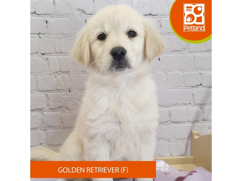 Golden Retriever-Female-Light Golden-4138996-Petland Mason, OH