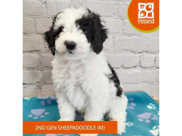 Sheepadoodle 2nd gen-Dog-Male-Black / White-2863-Petland Mason, Ohio