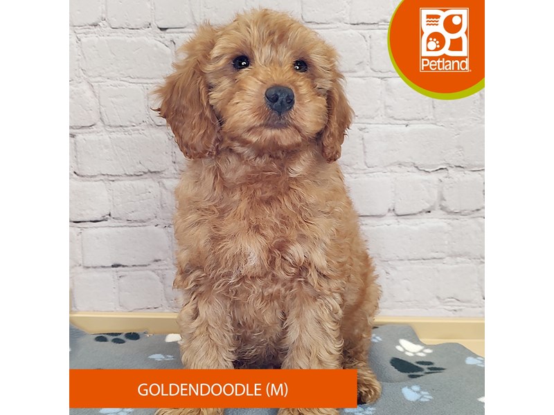 Goldendoodle-Male-Red-4147554-Petland Mason, OH