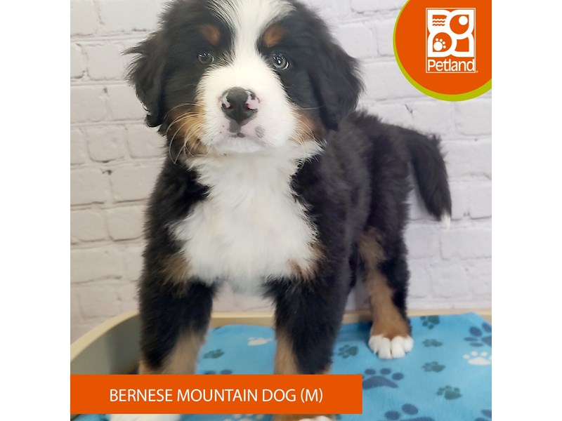 Bernese Mountain Dog-Male--4146428-Petland Mason, OH