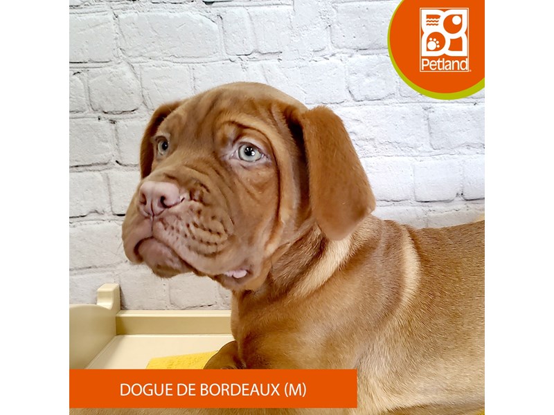 Dogue De Bordeaux-Male-Red-4119840-Petland Mason, OH