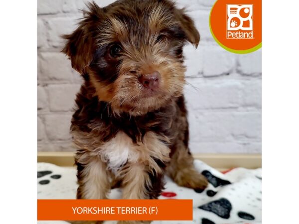 [#2993] Chocolate / Tan Female Yorkshire Terrier Puppies for Sale