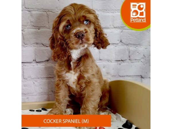 [#2988] Red Male Cocker Spaniel Puppies for Sale