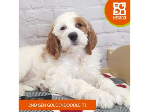 [#3000] Red / White Female Goldendoodle 2nd Gen Puppies for Sale