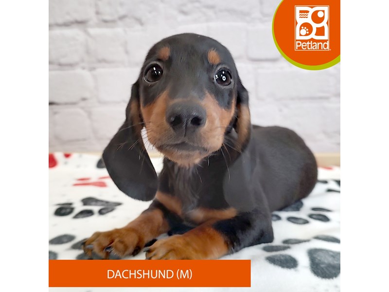 Dachshund - 3013 Image #1