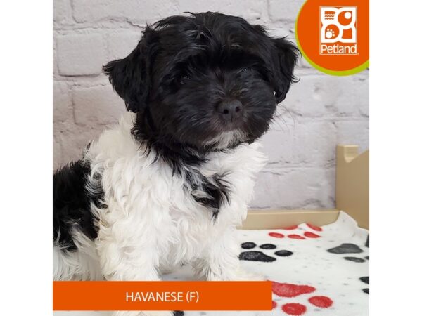 [#3017] Black / White Female Havanese Puppies for Sale