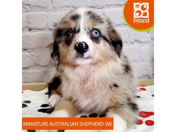 [#3019] Blue Merle Male Miniature Australian Shepherd Puppies for Sale