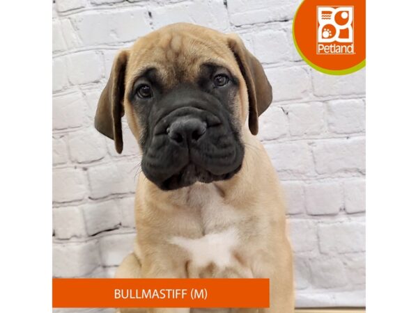 [#3021] Red Fawn Male Bullmastiff Puppies for Sale