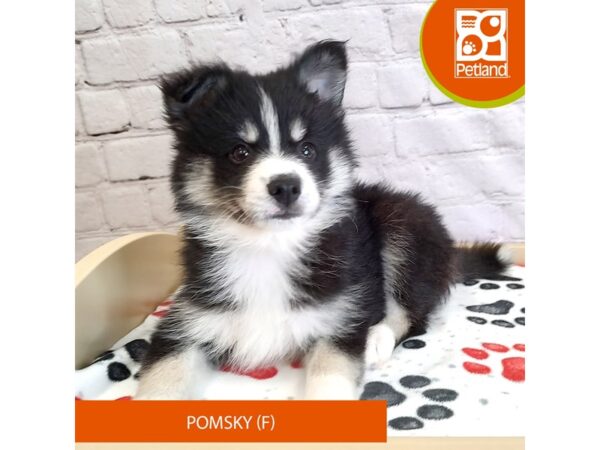 [#3028] Black / White Female Pomsky Puppies for Sale