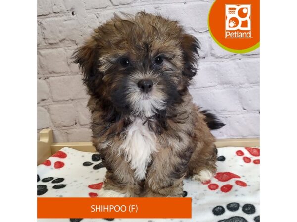 [#3033] Black / White Female Shihpoo Puppies for Sale