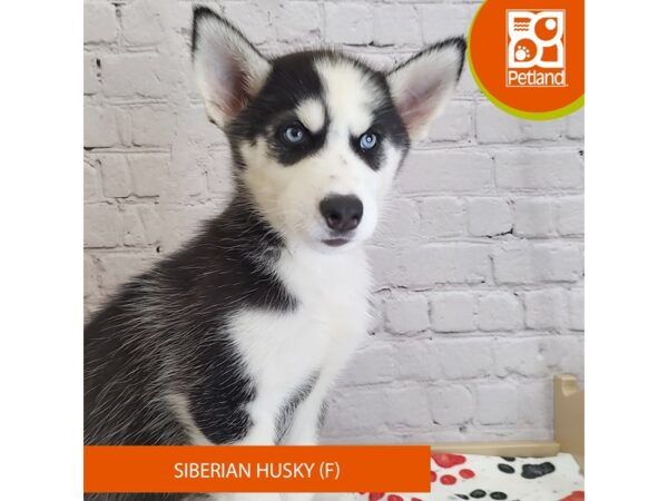[#3037] Black / White Female Siberian Husky Puppies for Sale