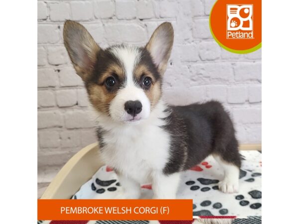 [#3051] Tri-Colored Female Pembroke Welsh Corgi Puppies for Sale