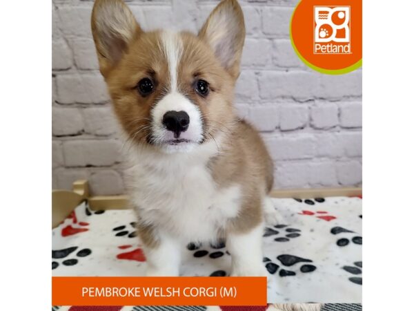 [#3050] Red / White Male Pembroke Welsh Corgi Puppies for Sale