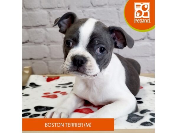 [#3053] Blue / White Male Boston Terrier Puppies for Sale
