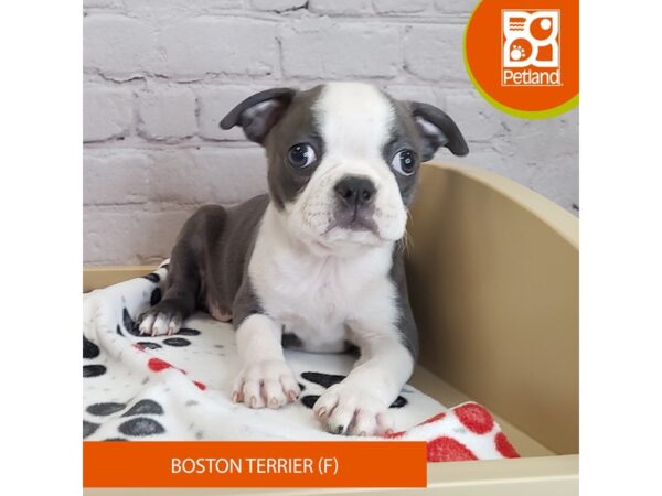 [#3052] Blue / White Female Boston Terrier Puppies for Sale
