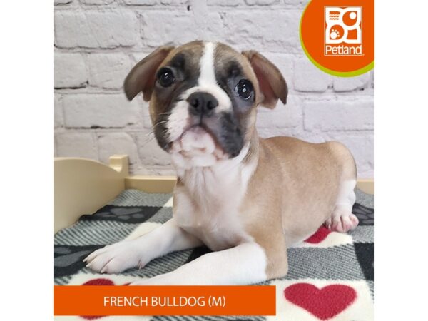 [#3064] Red Male French Bulldog Puppies for Sale